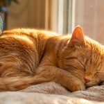 Why Cats Sleep So Much: The Science Behind Feline Behavior